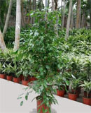 Ficus benjamina Tuft 130, 155, 210 
