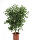 Ficus bushy prince Stem 140 