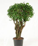 Ficus columnar Stem 170, 300 