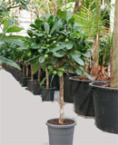 Ficus cyathistipula Stem 130 