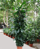 Ficus cyathistipula Tuft 150, 220 
