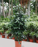 Ficus danielle Bush 130, 175 