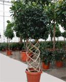 Ficus danielle Cilinder 200-220 