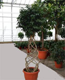 Ficus danielle Stem cone 200-220 