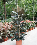 Ficus elastica abidjan Tuft 150 