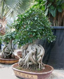 Ficus microcarpa compacta Bonsai 80 