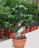 Ficus microcarpa compacta Bonsai S-Stem 90, 140, 160 