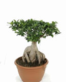 Ficus microcarpa ginseng Bonsai 70, 100, 110, 120 