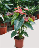 Anthurium andrianum Red/White/Pink 65, 100 см