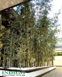Группа искусственных бамбуков 5000-9000 см