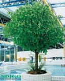 Lime искуственное дерево 700 см